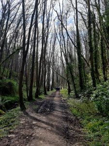 The woodland path to the beach