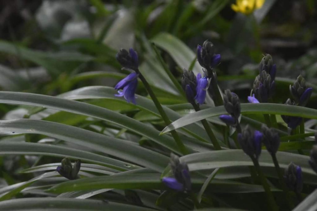 The first of the bluebells