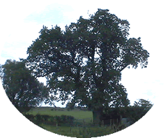 Picture of a tree